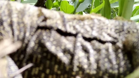Monitor Lizard Investigating a Camera Stock Footage 261247891