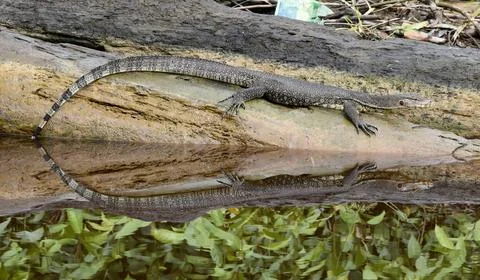 Monitor Lizard on log with relection in water . Borneo, Tellian Stock Photos