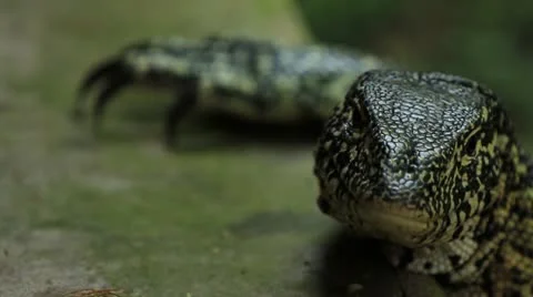 Monitor Lizard looking and shooting tongue out Видео 10767017