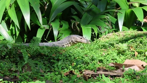 Monitor lizard looking for food. Stock Footage 237169423