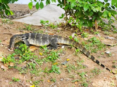 Monitor lizard looking for food Stock Photos