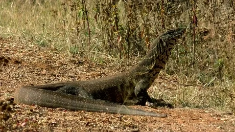 Monitor Lizard Looking at Me _(clip-014) Stock Footage 149304795