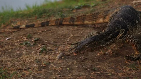Monitor lizard from Lumpini Park Stock Footage 103432564