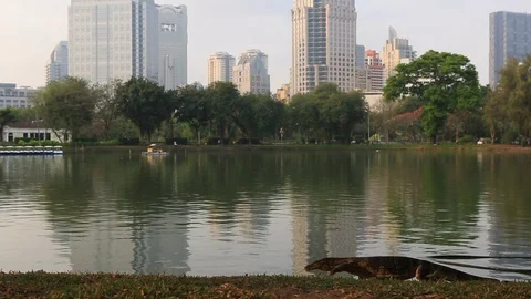 Monitor lizard from Lumpini Park Stock Footage 103432596