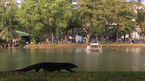 Monitor lizard from Lumpini Park Stock Footage 103432629