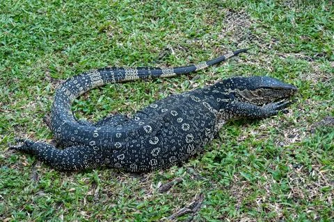 A monitor lizard is lying on the grass in the park. Stock Photos