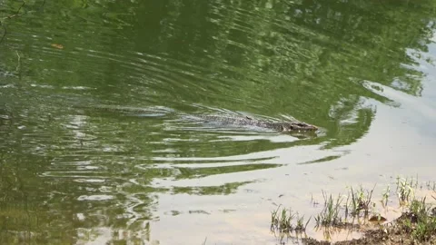 Monitor lizard, Malaysia Stock Footage 140834862
