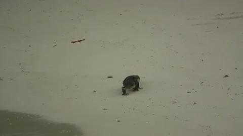 Monitor Lizard, Malaysia Stock Footage 143298443