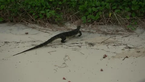 Monitor Lizard, Malaysia Stock Footage 143298488