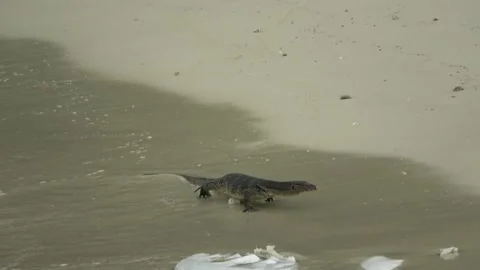 Monitor Lizard, Malaysia Stock Footage 143298694