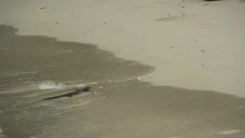 Monitor Lizard, Malaysia Stock Footage 143300571