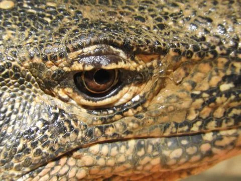 Monitor Lizard Malaysia Stock Photos
