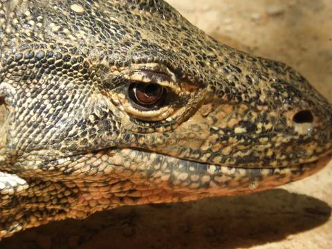 Monitor Lizard Malaysia Stock Photos