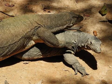 Monitor Lizard Malaysia Stock Photos