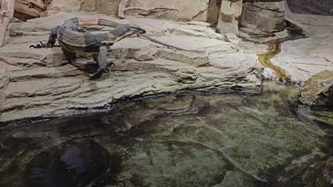 A monitor lizard moving around rocks Stock Footage 295213628
