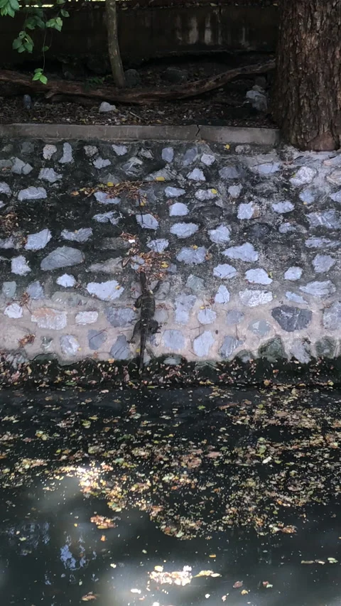 Monitor Lizard Near Sewer Pipe, Lumpini Park, Bangkok Stock Footage 223485073