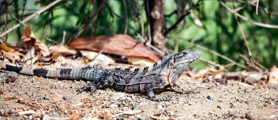 Monitor lizard or large lizard, in the tropical jungle. Stock Photos