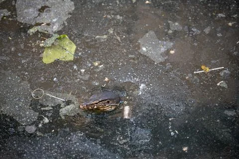 Monitor lizard partially submerged in polluted canal Bangkok Thailand Stockfoto's