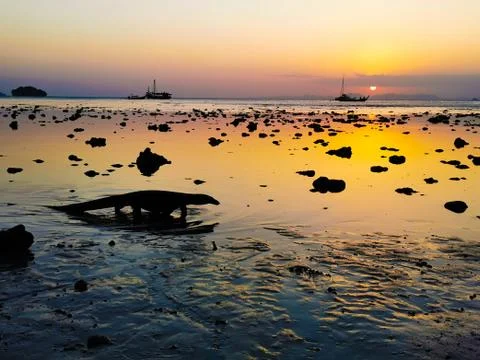 Monitor lizard passing before the sunset. Stock Photos