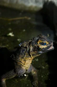 Monitor lizard Stock Photos