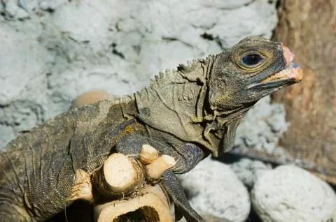 Monitor lizard Foto stock