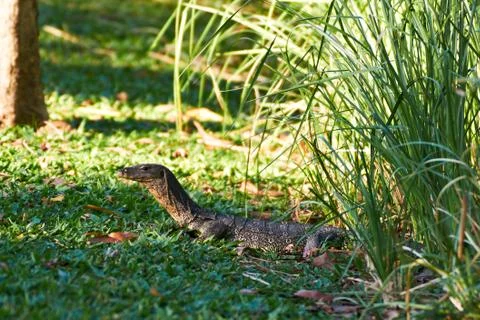 Monitor lizard Stock Photos