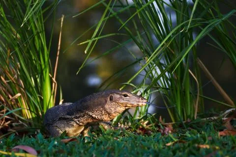 Monitor lizard Stock Photos