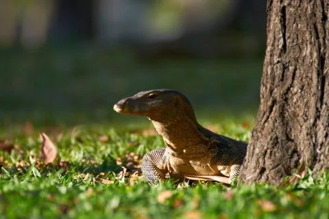 Monitor lizard Stock Photos