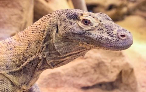 Monitor Lizard Stock Photos