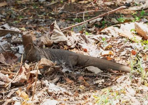 Monitor Lizard Stock Photos