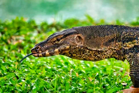 Monitor Lizard Stock Photos