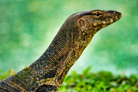 Monitor Lizard Stock Photos