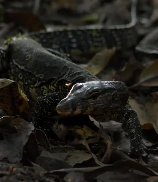 Monitor lizard Stock Photos