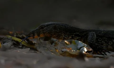 Monitor lizard Stock Photos