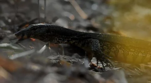 Monitor lizard Stock Photos