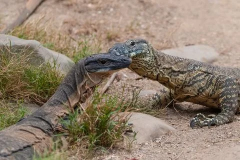 Monitor lizard Stock Photos