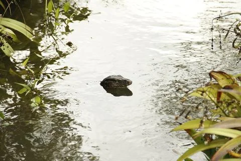 Monitor lizard Stock Photos