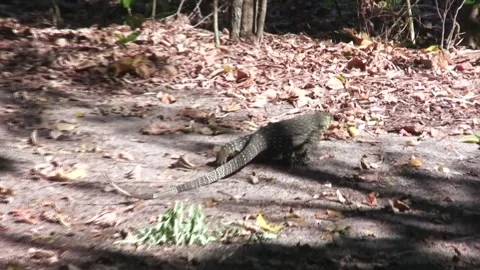 Monitor Lizard in the Queensland forest, Australia Stock Footage 321726074