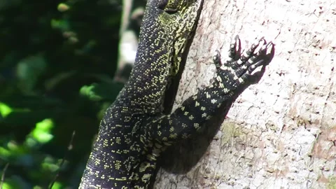 Monitor Lizard in the Queensland forest, Australia Stock Footage 321726548