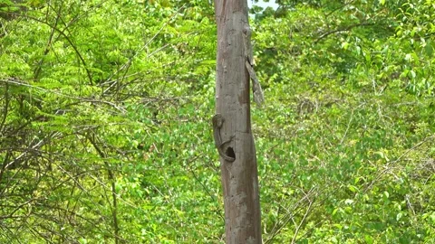 A Monitor Lizard Raids A Nest Stock-Footage 157643196