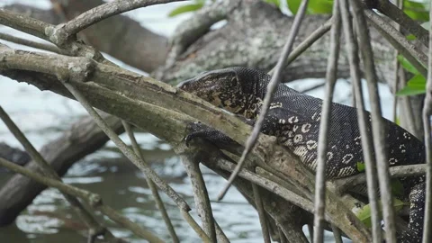 Monitor lizard resting among mangroves in Sri Lanka wilderness Stock-Footage 307331502
