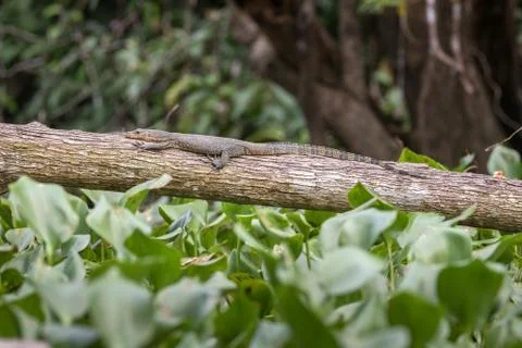 Monitor lizard resting on a fallen tree Stock Photos