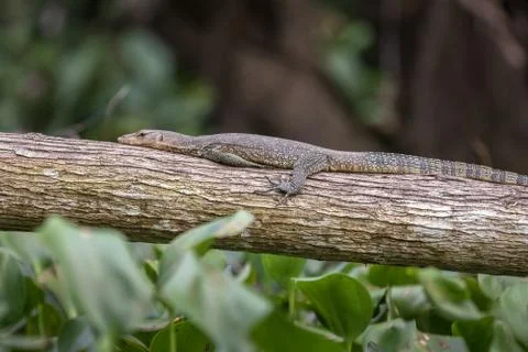 Monitor lizard resting on a fallen tree Stock Photos