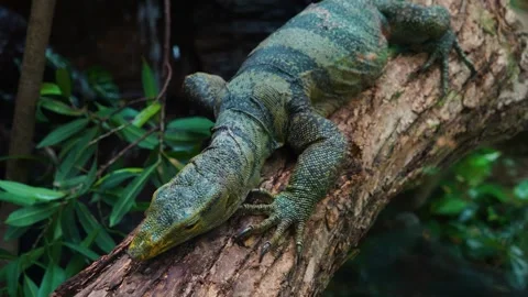 Monitor lizard resting  Stock Footage 246452066