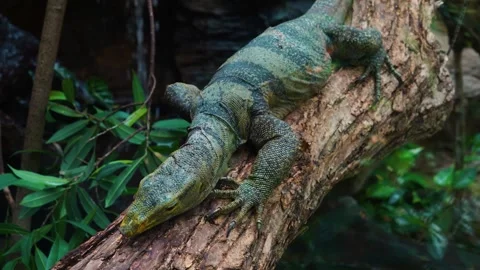 Monitor lizard resting  Stock-Footage 246548231