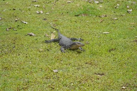Monitor Lizard Resting on Green Grass Stock Photos
