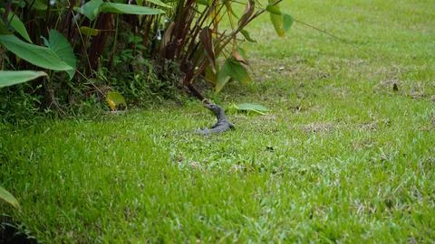 Monitor Lizard Resting in Green Grass Landscape Foto stock