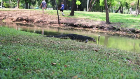 Monitor lizard resting in green park near pond with visitors enjoying outdoors. Video stock 306647257