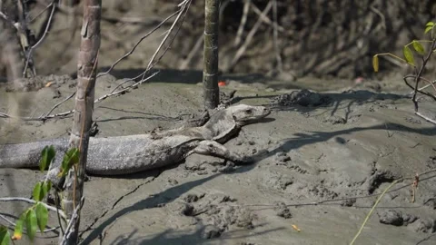 Monitor lizard resting on the grey clay of Sundarbans national park Stock Footage 302455896