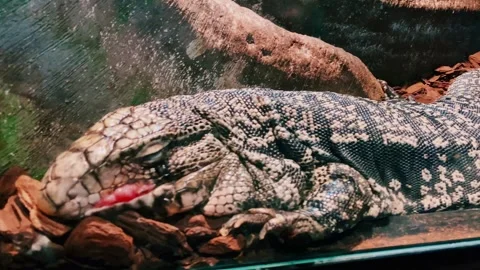 A monitor lizard is resting in a large terrarium. Stock Footage 265665154